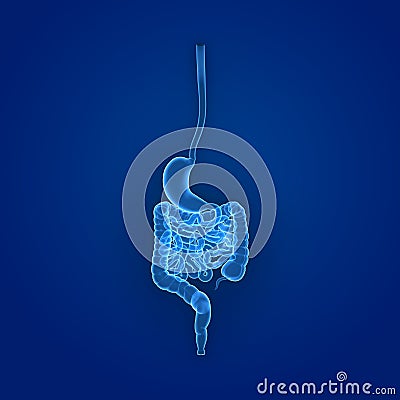 Stomach and Intestine Posterior view Stock Photo