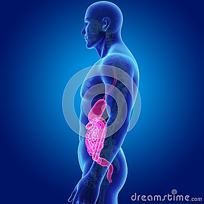 Stomach and Intestine with Skeleton Body Lateral view Stock Photo