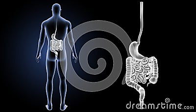 Stomach and intestine zoom with anatomy posterior view Stock Photo