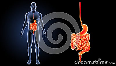 Stomach and intestine zoom with body anterior view Stock Photo