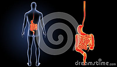 Stomach and intestine zoom with body posterior view Stock Photo