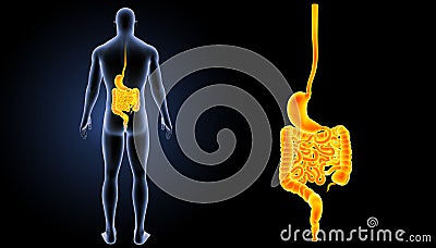 Stomach and intestine zoom with body posterior view Stock Photo