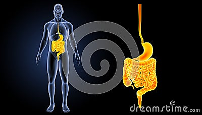 Stomach and intestine zoom with organs anterior view Stock Photo