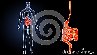 Stomach and intestine zoom with organs posterior view Stock Photo