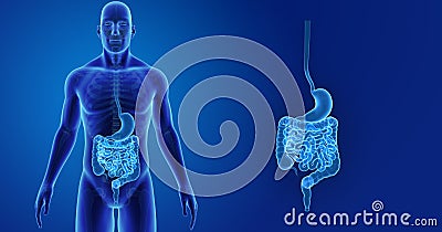 Stomach and Intestine zoom with Skeleton Anterior view Stock Photo