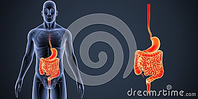 Stomach and Intestine zoom with Skeleton Body Anterior view Stock Photo