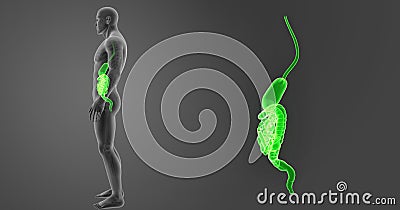 Stomach and Intestine zoom with Skeleton Body Lateral view Stock Photo