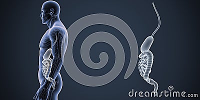 Stomach and Intestine zoom with Skeleton Body Lateral view Stock Photo