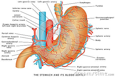 The Stomach and its Blood Supply Vector Illustration