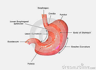 Stomach labelled Stock Photo