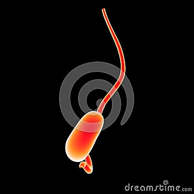 Stomach lateral view Stock Photo