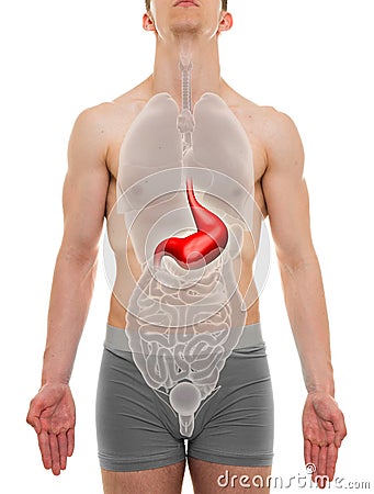 Stomach Male - Internal Organs Anatomy - 3D illustration Cartoon Illustration