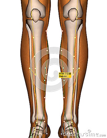 Acupuncture Point ST39 Xiajuxu, Stomach Meridian Stock Photo