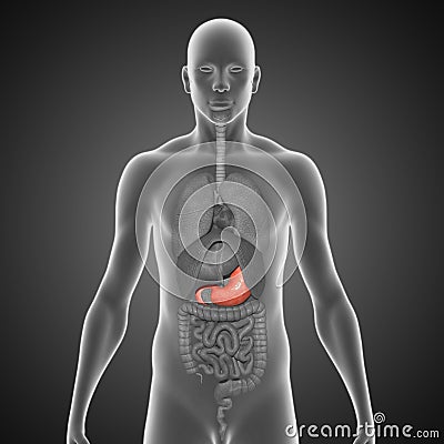 Stomach Stock Photo