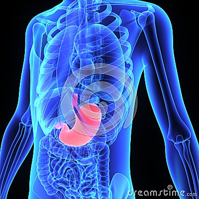 Stomach Stock Photo