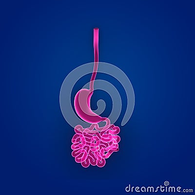 Stomach and Small Intestine Posterior view Stock Photo