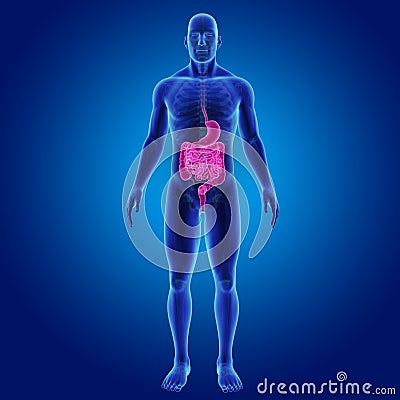 Stomach and Intestine with Skeleton Body Anterior view Stock Photo