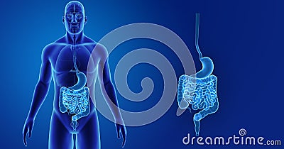 Stomach and Intestine zoom with Organs Anterior view Stock Photo