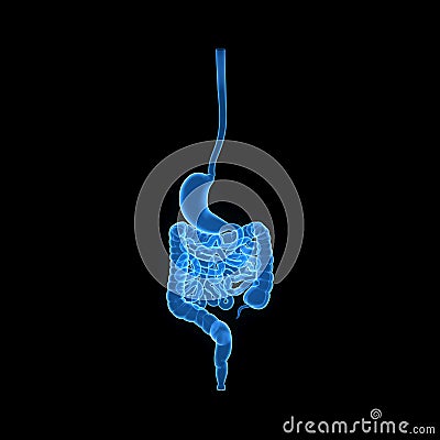 Stomach and Intestine Posterior view Stock Photo