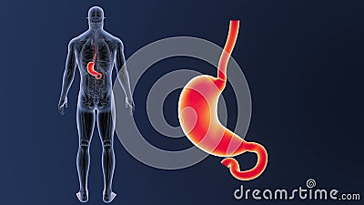 Stomach zoom with Anatomy stock video. Video of eating - 108719325