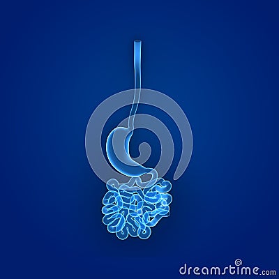 Stomach and Small Intestine Posterior view Stock Photo