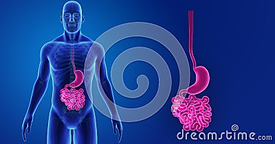 Stomach and Small Intestine zoom with Skeleton Body Anterior view Stock Photo