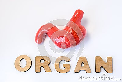 Stomach is organ of human or animal concept photo. Stomach or gastric near volume letters composing word organ on light background Stock Photo