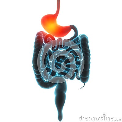 Stomach organ pain illustration Cartoon Illustration