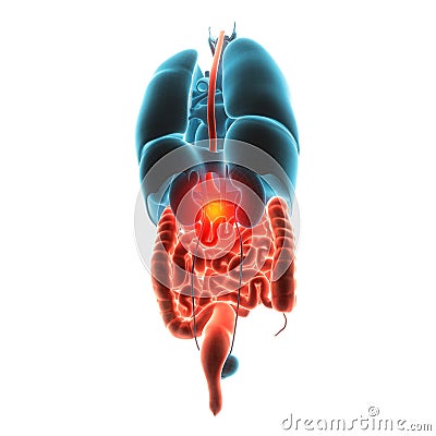 Stomach organ pain illustration Cartoon Illustration