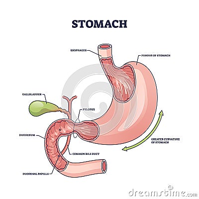 Stomach organ structure and medical digestive model anatomy outline diagram Vector Illustration