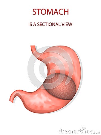 Stomach,sectional view Vector Illustration