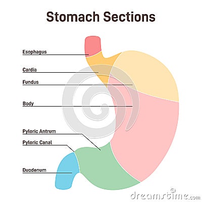 Stomach sections. The cardia, the fundus, the body, the antrum, Vector Illustration