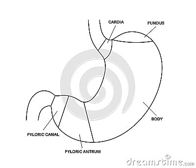 Stomach sections diagram Vector Illustration