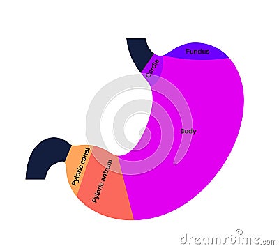 Stomach sections diagram Vector Illustration