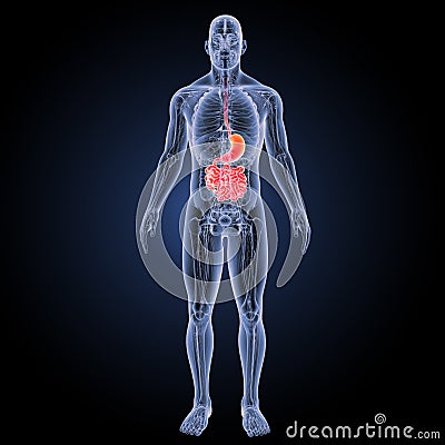 Stomach and small intestine with anatomy anterior view Stock Photo