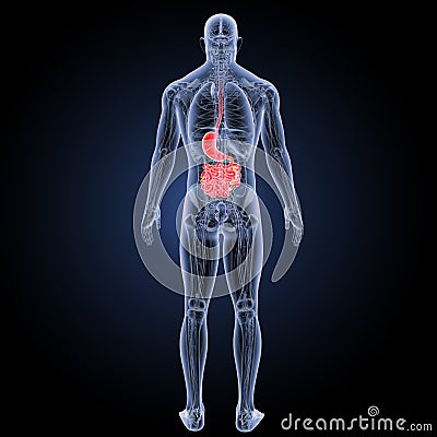 Stomach and small intestine with anatomy posterior view Stock Photo