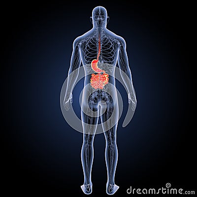 Stomach and small intestine with circulatory system posterior view Stock Photo