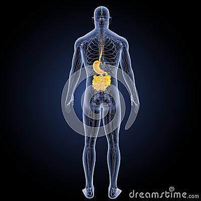 Stomach and small intestine with circulatory system posterior view Stock Photo