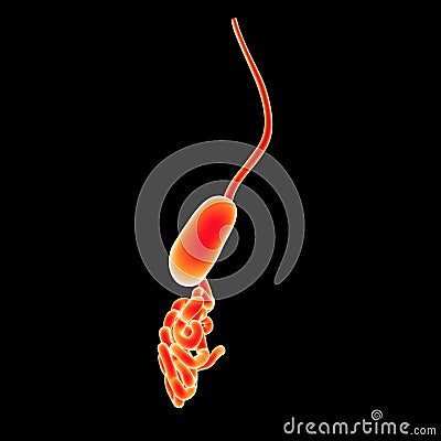 Stomach and small intestine lateral view Stock Photo