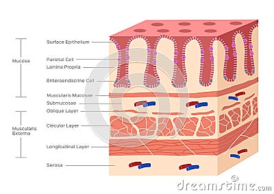 Stomach and small intestine lining , villi and gut Vector Illustration