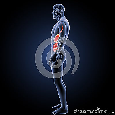 Stomach and small intestine with organs anterior view Stock Photo