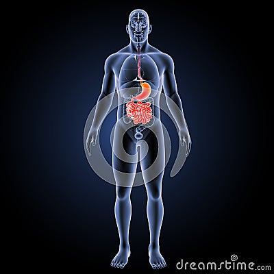 Stomach and small intestine with organs anterior view Stock Photo