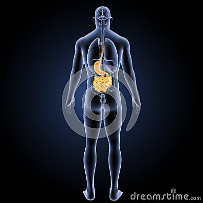 Stomach and small intestine with organs posterior view Stock Photo