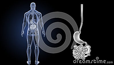 Stomach with small intestine posterior view Stock Photo