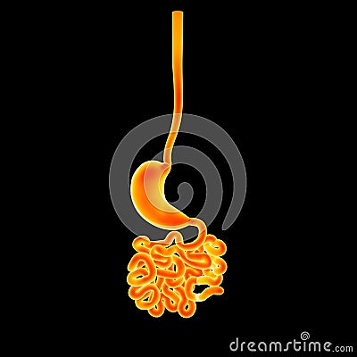 Stomach with small intestine posterior view Stock Photo