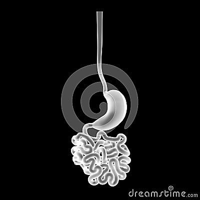 Stomach with small intestine posterior view Stock Photo