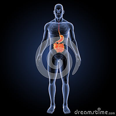 Stomach and small intestine with skeleton anterior view Stock Photo