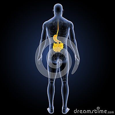 Stomach and small intestine with skeleton posterior view Stock Photo