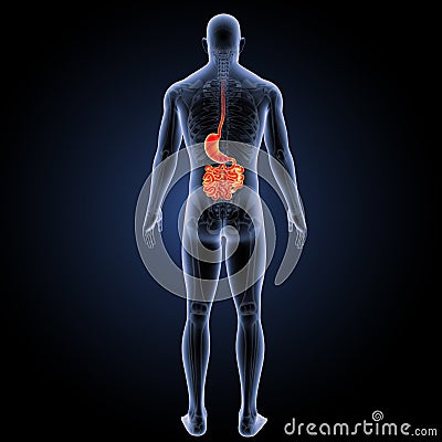 Stomach and small intestine with skeleton posterior view Stock Photo