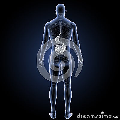 Stomach and small intestine with skeleton posterior view Stock Photo